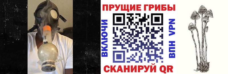 Галлюциногенные грибы Cubensis  Кологрив 